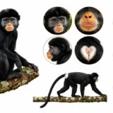 Khám Phá Loài Khỉ Mới Tại Congo: Một Giai Điệu Tươi Sáng Cho Động Vật Hoang Dã
