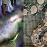 Bi Kịch Đau Lòng Tại Indonesia: Người Đàn Ông Bị Trăn Khổng Lồ Nuốt Chửng