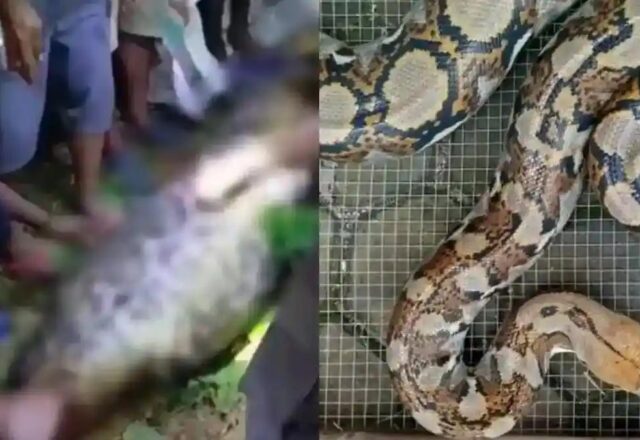 Bi Kịch Đau Lòng Tại Indonesia: Người Đàn Ông Bị Trăn Khổng Lồ Nuốt Chửng