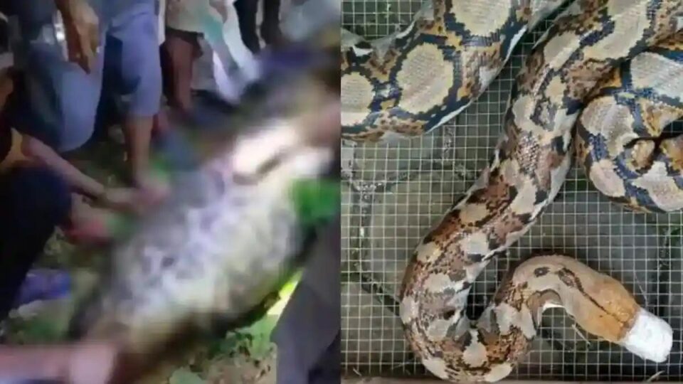 Bi Kịch Đau Lòng Tại Indonesia: Người Đàn Ông Bị Trăn Khổng Lồ Nuốt Chửng