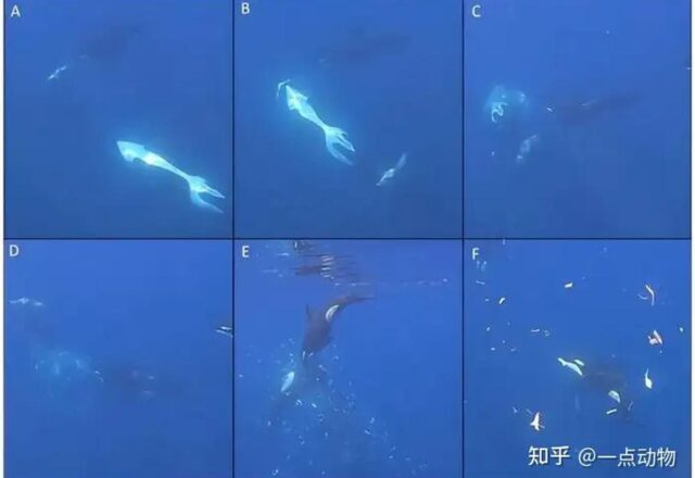 Cuộc Chiến Đáng Kinh Ngạc Giữa Cá Voi Sát Thủ Và Cá Mặt Trăng