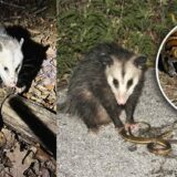 Khám Phá Sự Bất Tử Của Loài Opossum Trước Nọc Độc Rắn Chuông Và Tiềm Năng Y Học Đột Phá