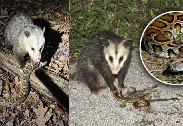 Khám Phá Sự Bất Tử Của Loài Opossum Trước Nọc Độc Rắn Chuông Và Tiềm Năng Y Học Đột Phá