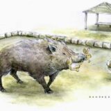 Đảo Thỏ Nhật Bản: Biến Đổi Hệ Sinh Thái Nhờ Sự Can Thiệp Của Con Người