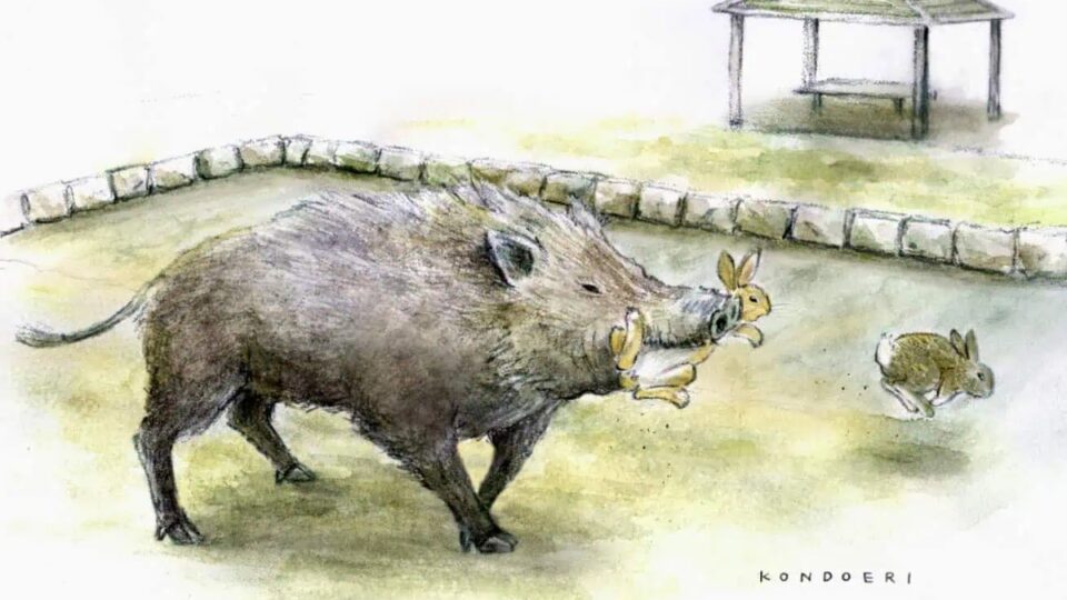 Đảo Thỏ Nhật Bản: Biến Đổi Hệ Sinh Thái Nhờ Sự Can Thiệp Của Con Người