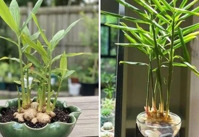 Trồng gừng trong chậu: Hướng dẫn để có nguồn gia vị tươi ngay ở nhà