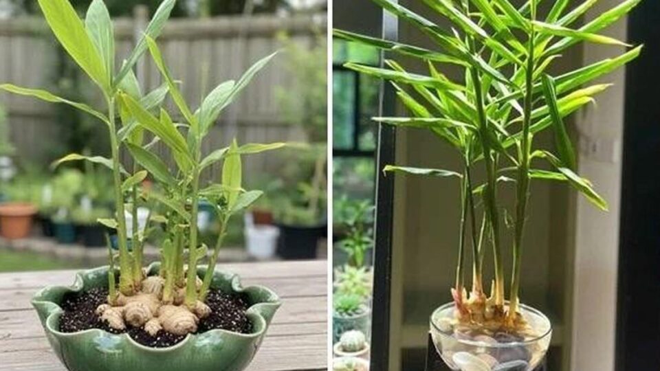 Trồng gừng trong chậu: Hướng dẫn để có nguồn gia vị tươi ngay ở nhà